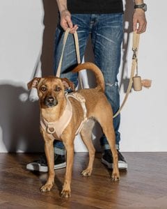 dog-poop-bag-holder