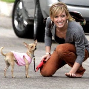 hilary-duff-chihuahua