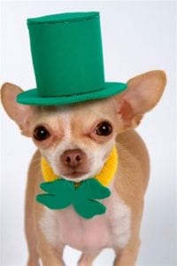 st-patricks-hat-puppy