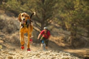 Grip Trex dog boots