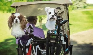 custom-golf-headcovers