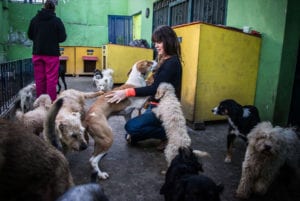 mex-dog-rescue