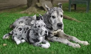 custom-stuffed-animal