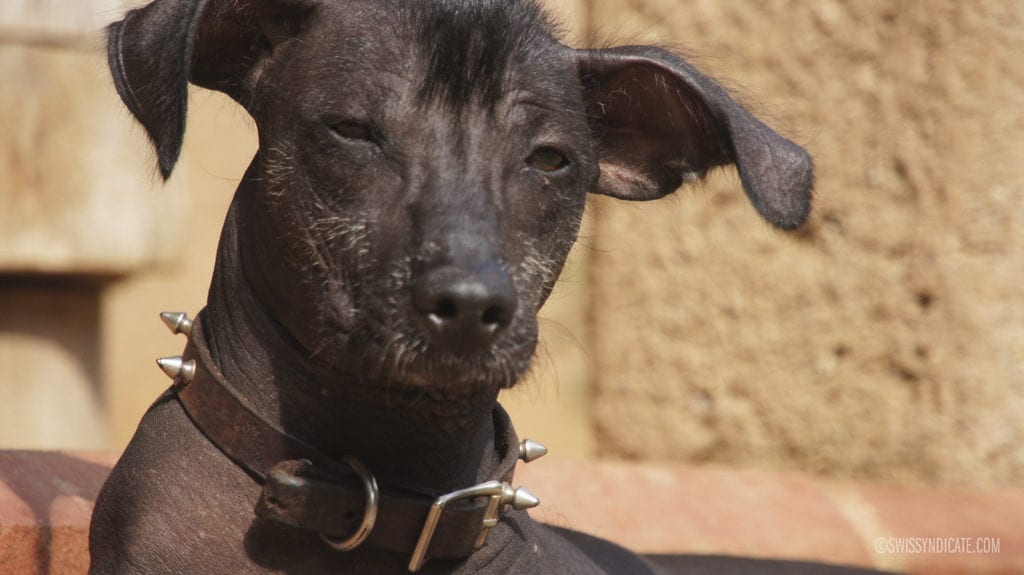 mexican-hairless-dog