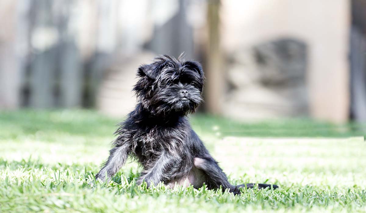 affenpinscher-dog