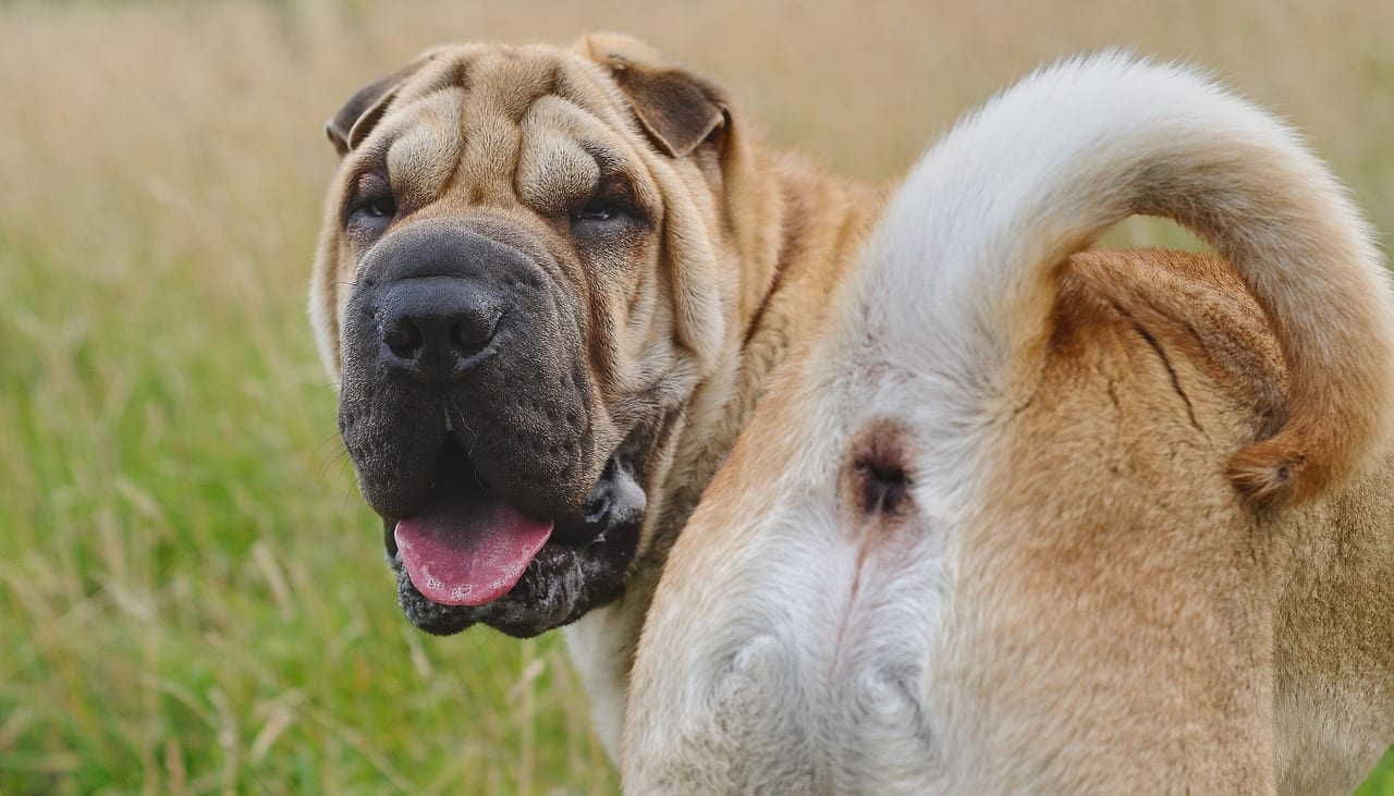 sharpei