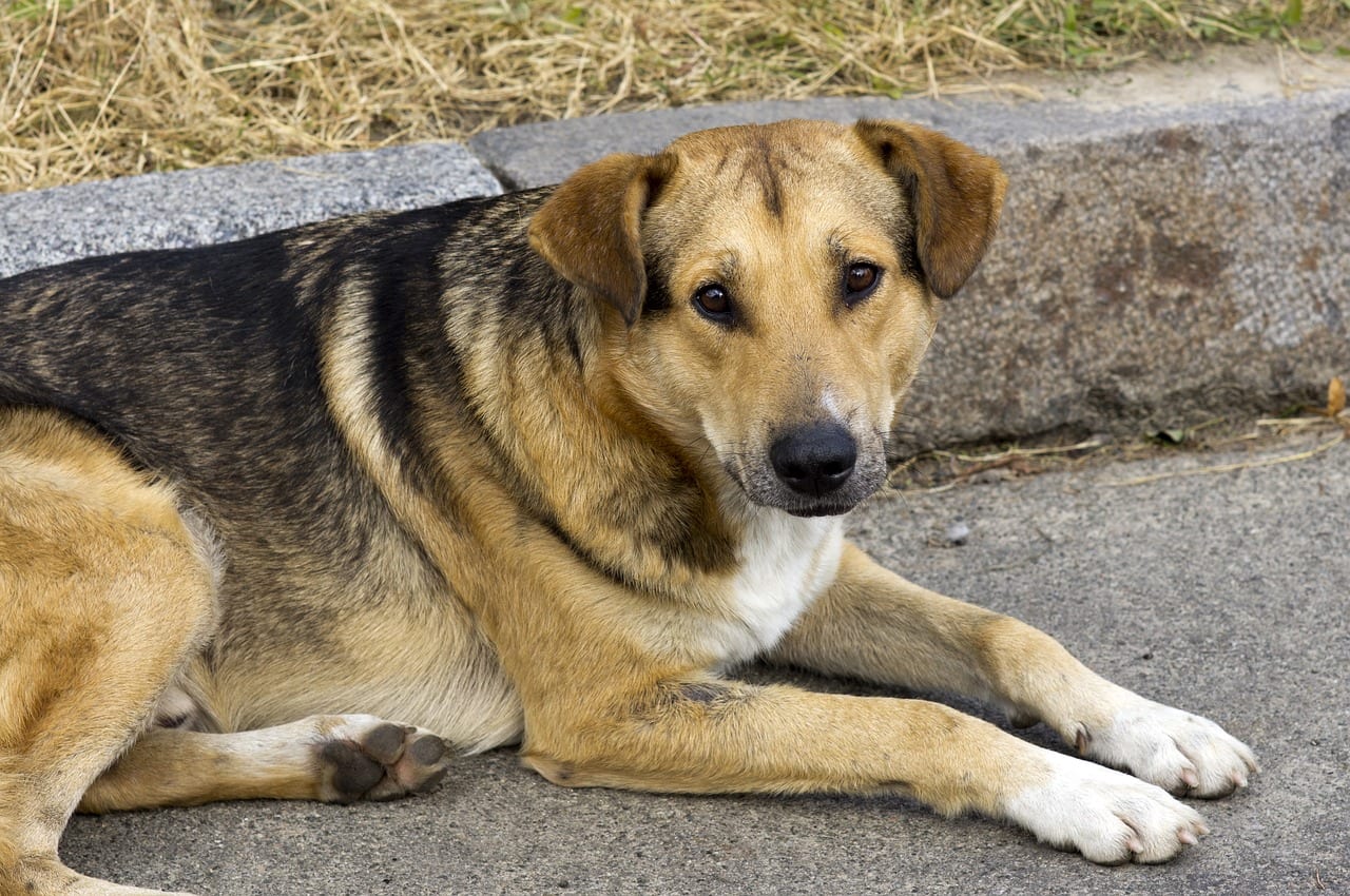 mutt-mongrel