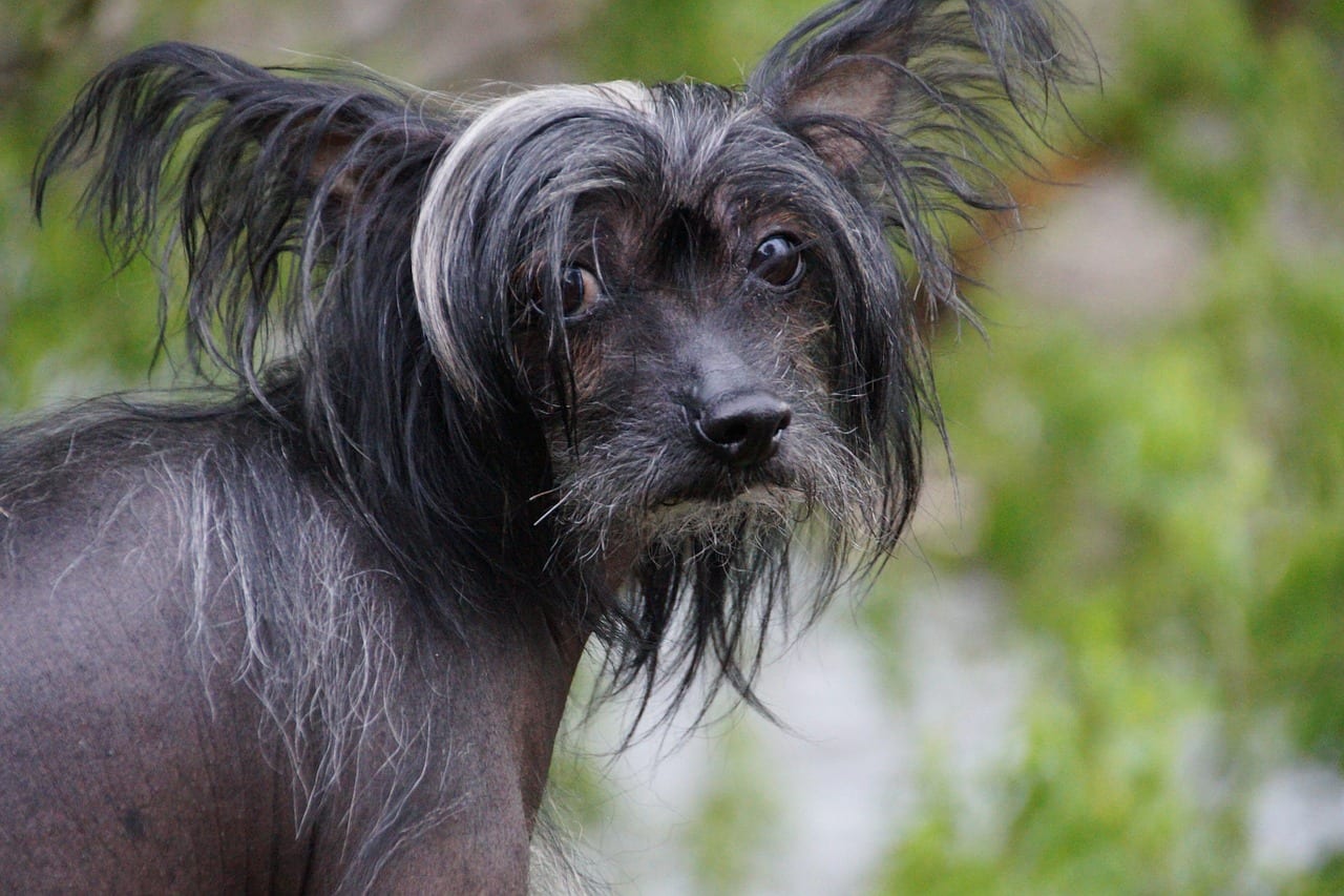 chinese-crested