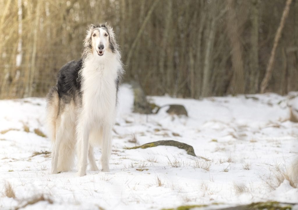 borzoi-dog