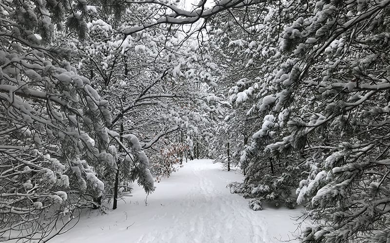 hiawatha-forest-ottawa