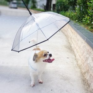 pet-umbrella