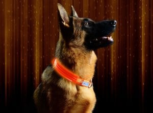 led-dog-collar