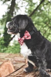 patriotic-bowtie-collar