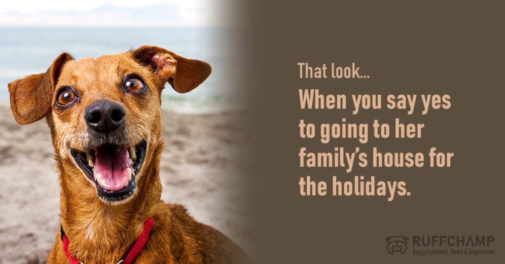 10-Spouse-Looks-Dogs-Give-10-when-you-say-yes-1024×535 10-Spouse-Looks-Dogs-Give-10-when-you-say-yes-1024x535