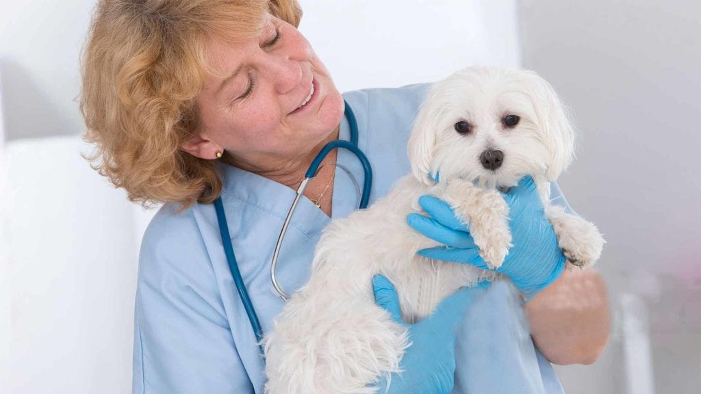 vet-holding-a-cute-dog
