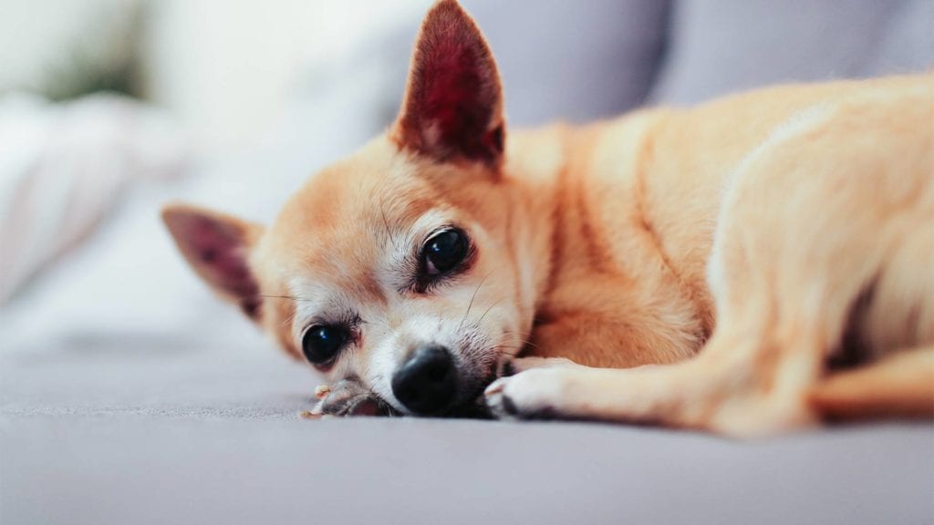 cute-chihuahua-laying