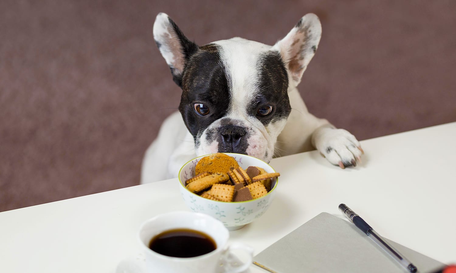 what-to-do-if-your-dog-is-poisoned