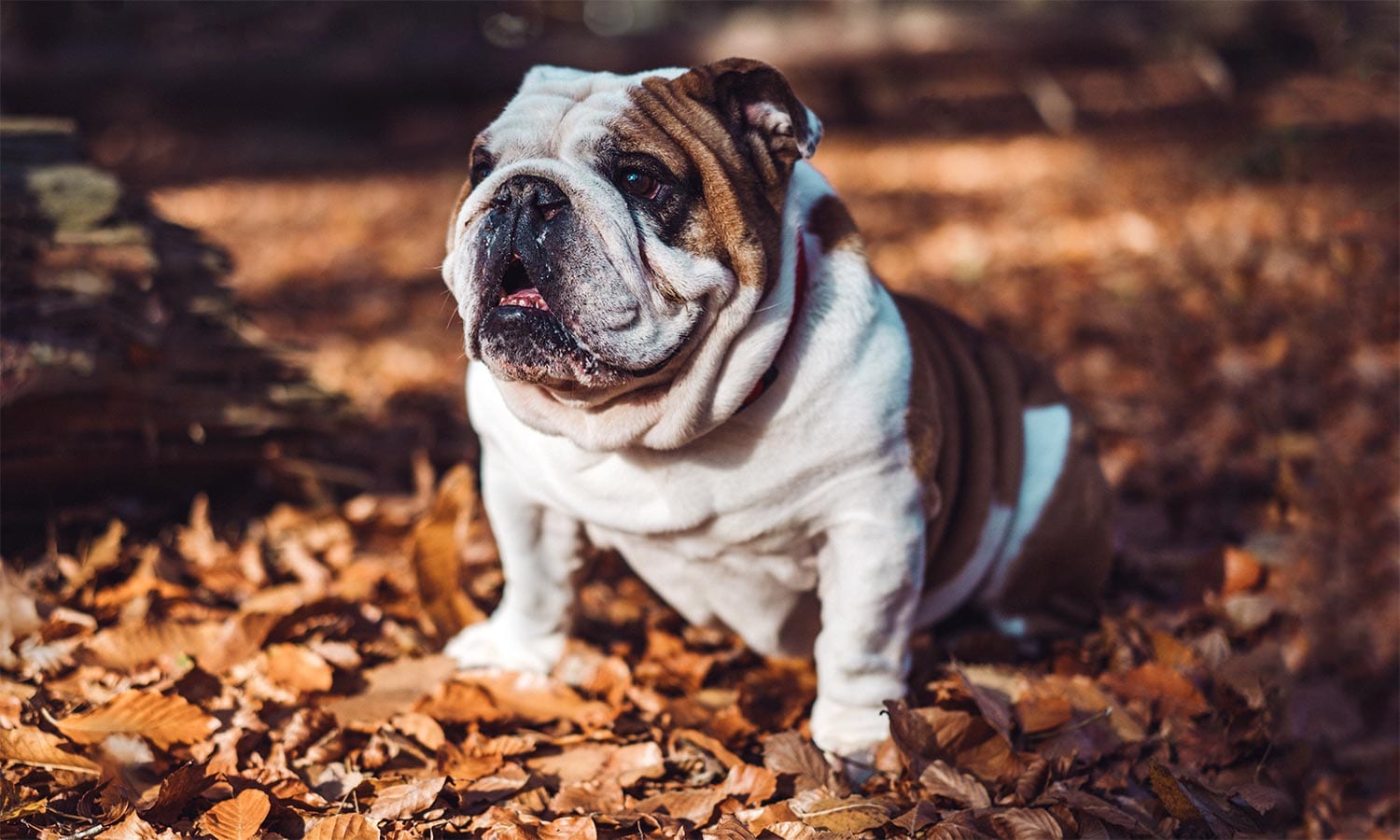 Cute Bulldog Standing In Fall Leaves