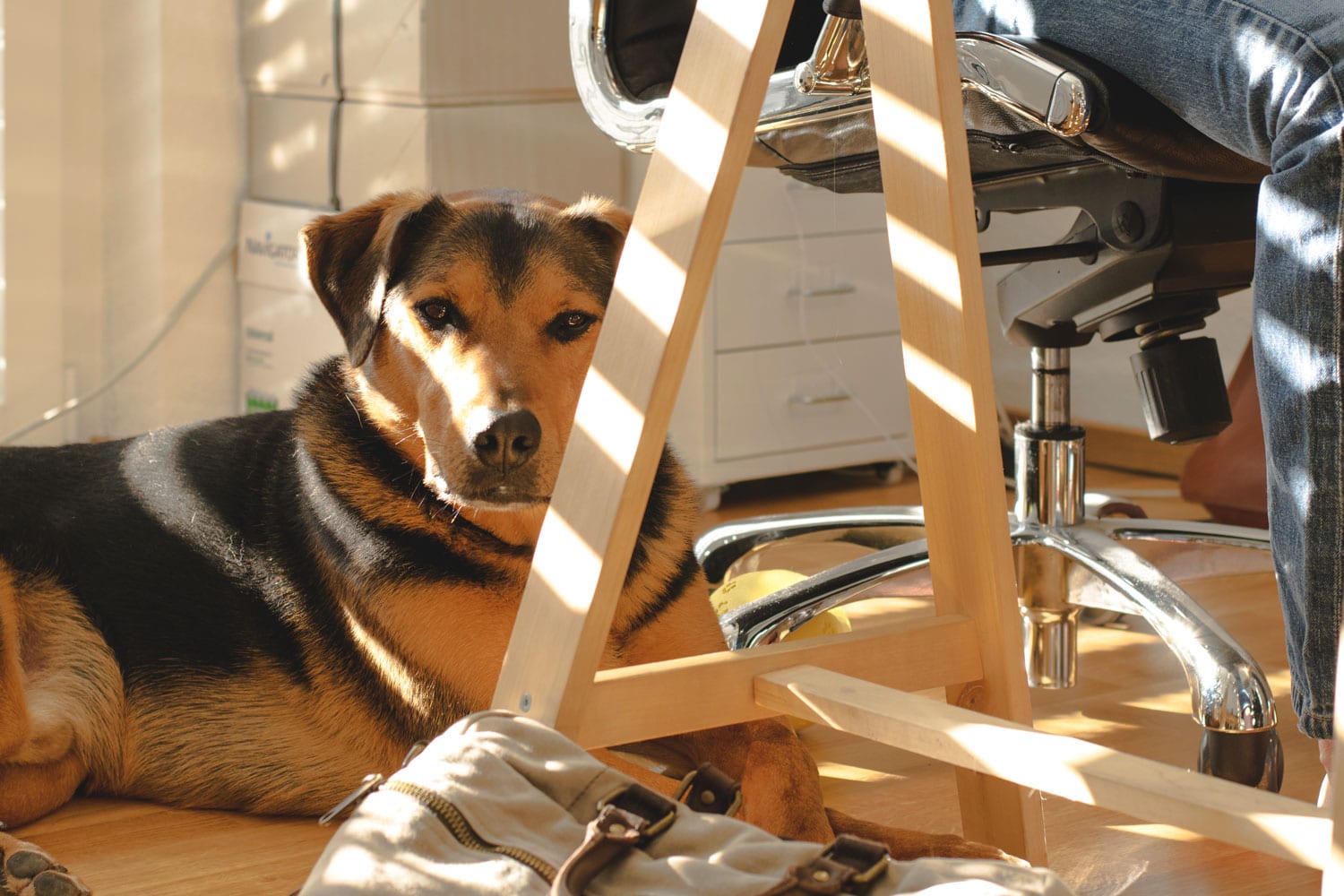 dog sitting by worker in a home office