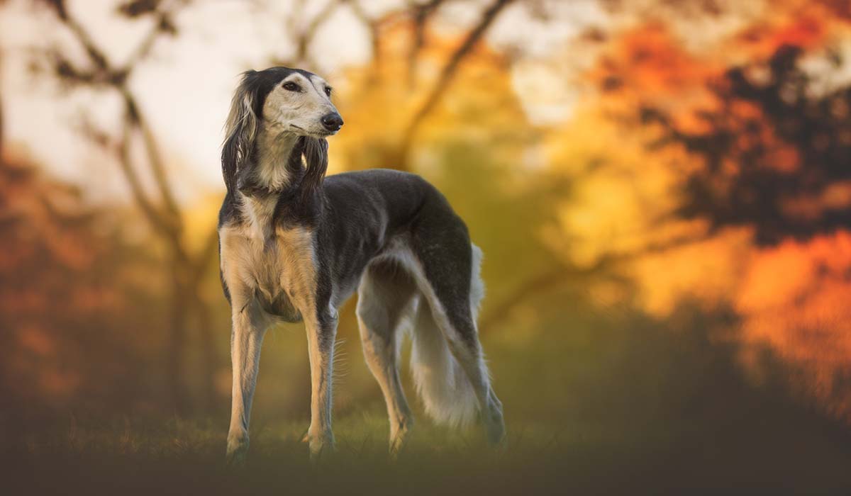 Saluki Ruffchamp Com