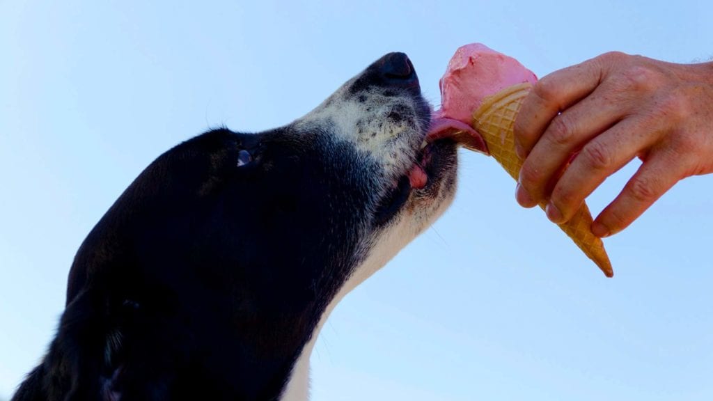 dog-eating-ice-cream-cone-spring