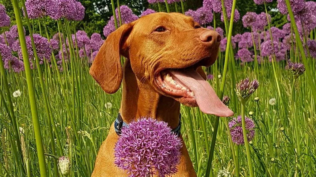 dog-smiling-in-the-field