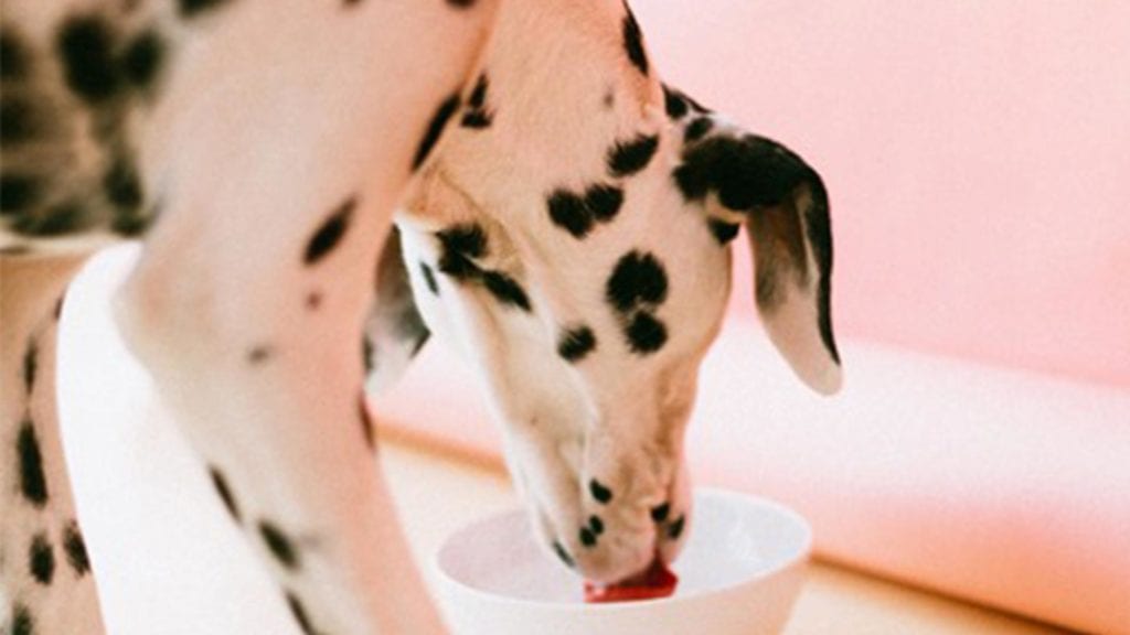 cute-dalmatian-dog
