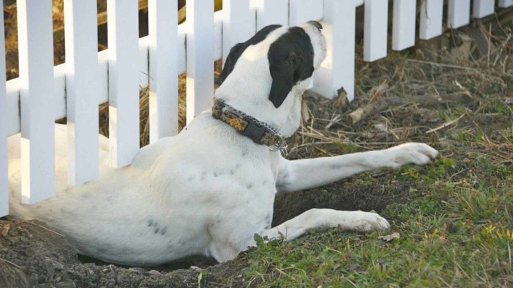 dog-laying-on-the-grass