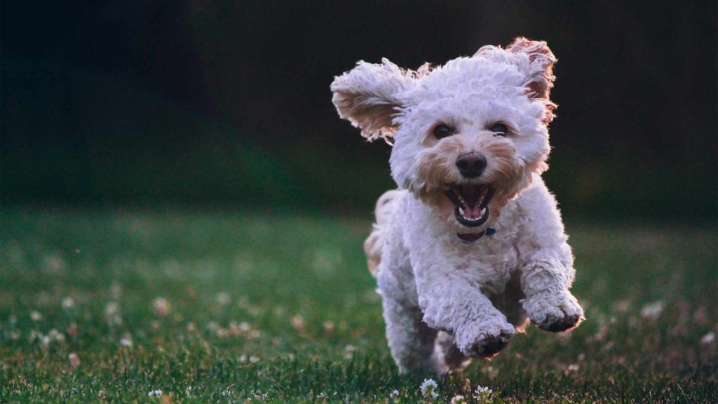happy-puppy-running-field