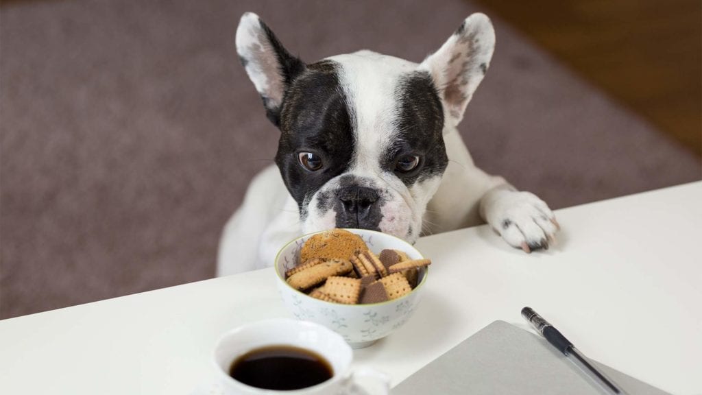 adorable-pup-in-front-of-table