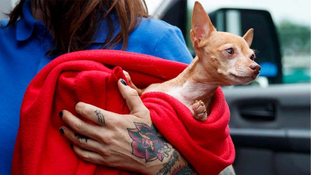 cute-dog-wrapped-in-blanket