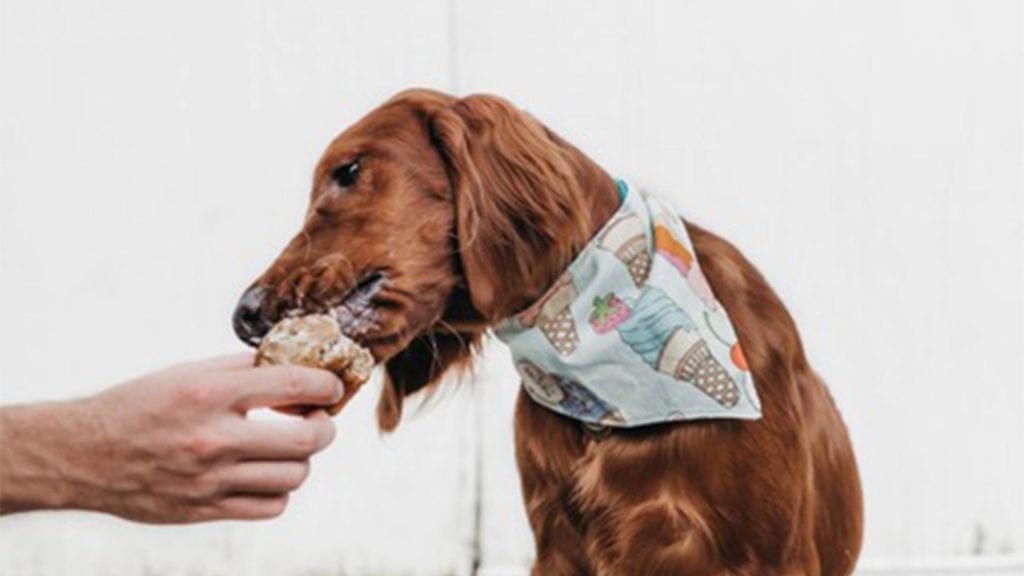 dog-eating-ice-cream