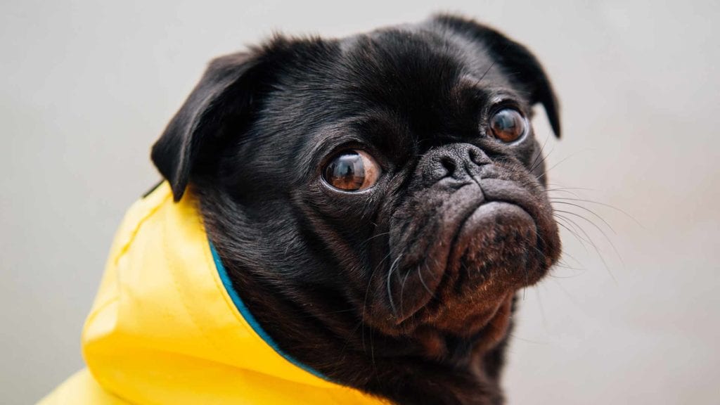 dog-in-a-yellow-raincoat