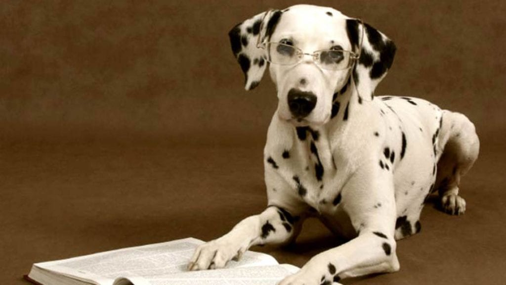 dalmatian-reading-book