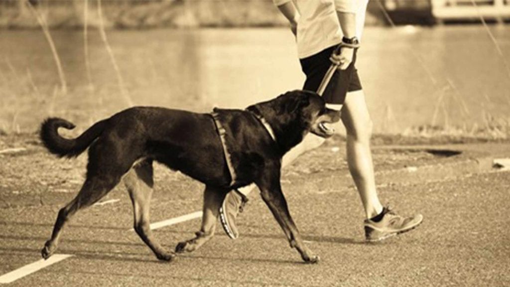 dog-walking-with-owner