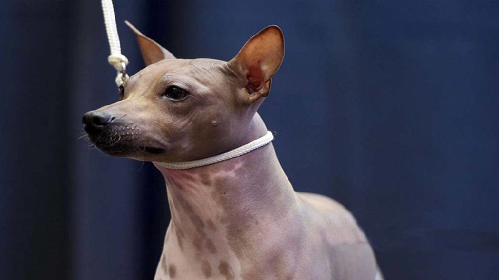 american-hairless-terrier