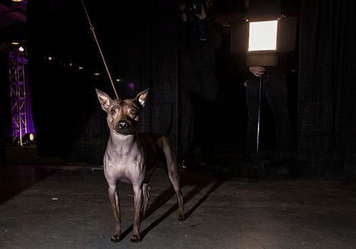 american-hairless-terrier