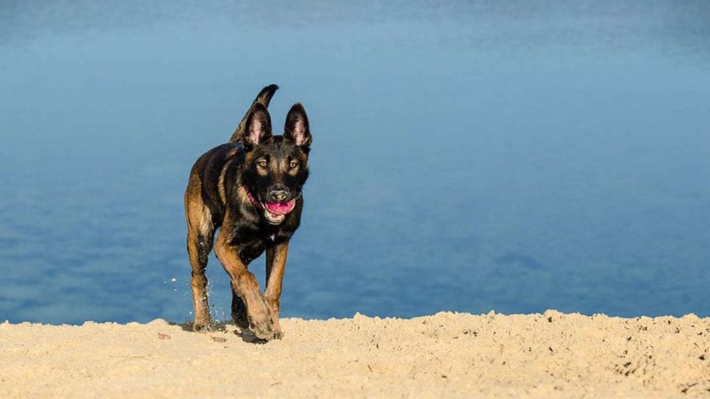 belgian-malinois