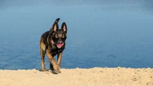 belgian-malinois
