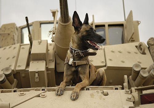 army-belgian-malinois