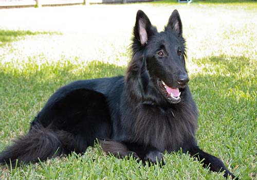 belgian-sheepdog