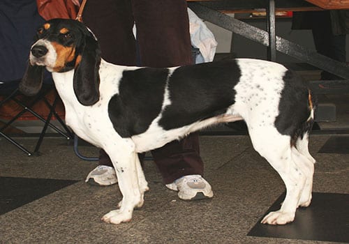 berner-laufhund