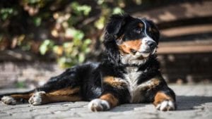 bernese-mountain-dog