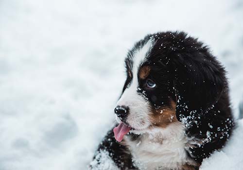bernese-mountain-dog
