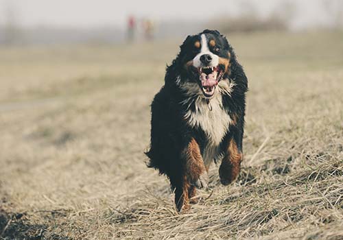 bernese-mountain-dog