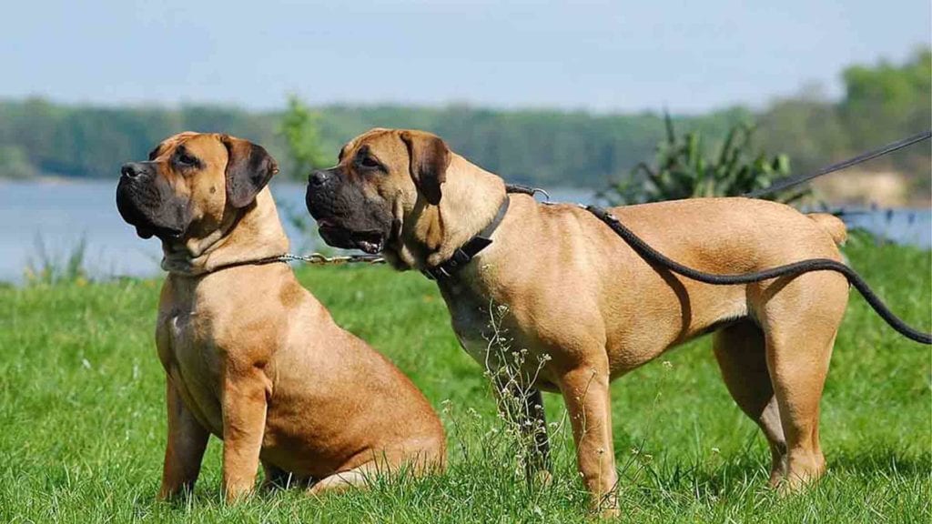 boerboel