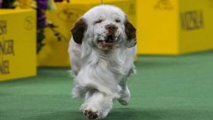 clumber-spaniel
