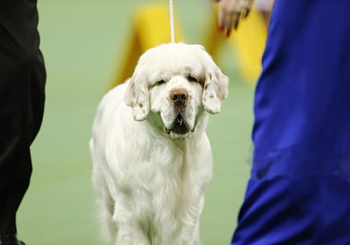 clumber-spaniel