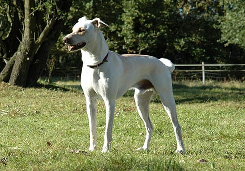cretan-hound