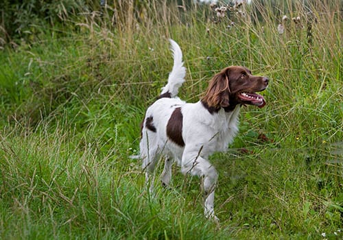 dutch-partridge-dog